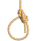 Булинь Эдвардса